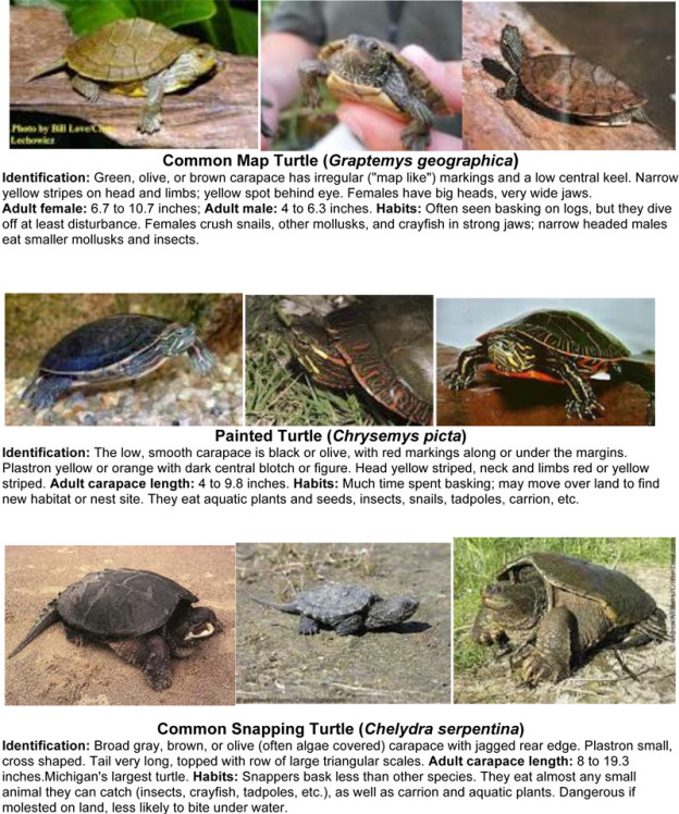 MICHIGAN TURTLES | Big Whitefish Lake Association