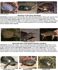 MICHIGAN TURTLES | Big Whitefish Lake Association